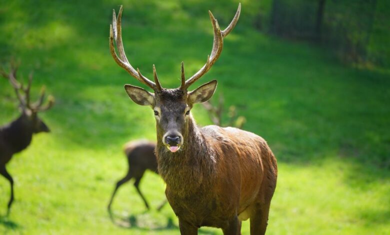 Herbstzauber im Wildpark Schwarze Berge 4 Herbstzauber im Wildpark Schwarze Berge