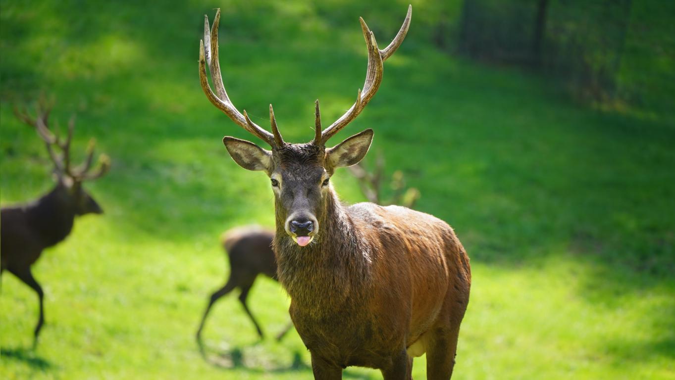 Herbstzauber im Wildpark Schwarze Berge