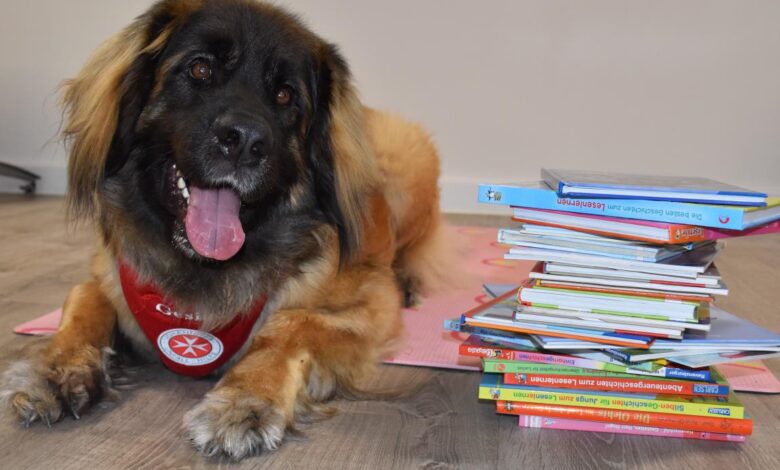 Flauschiges Fell und Knopfaugen – Bücherhundeteams der Johanniter suchen Grundschüler, die ihnen etwas vorlesen 8 Flauschiges Fell und Knopfaugen – Bücherhundeteams der Johanniter suchen Grundschüler, die ihnen etwas vorlesen