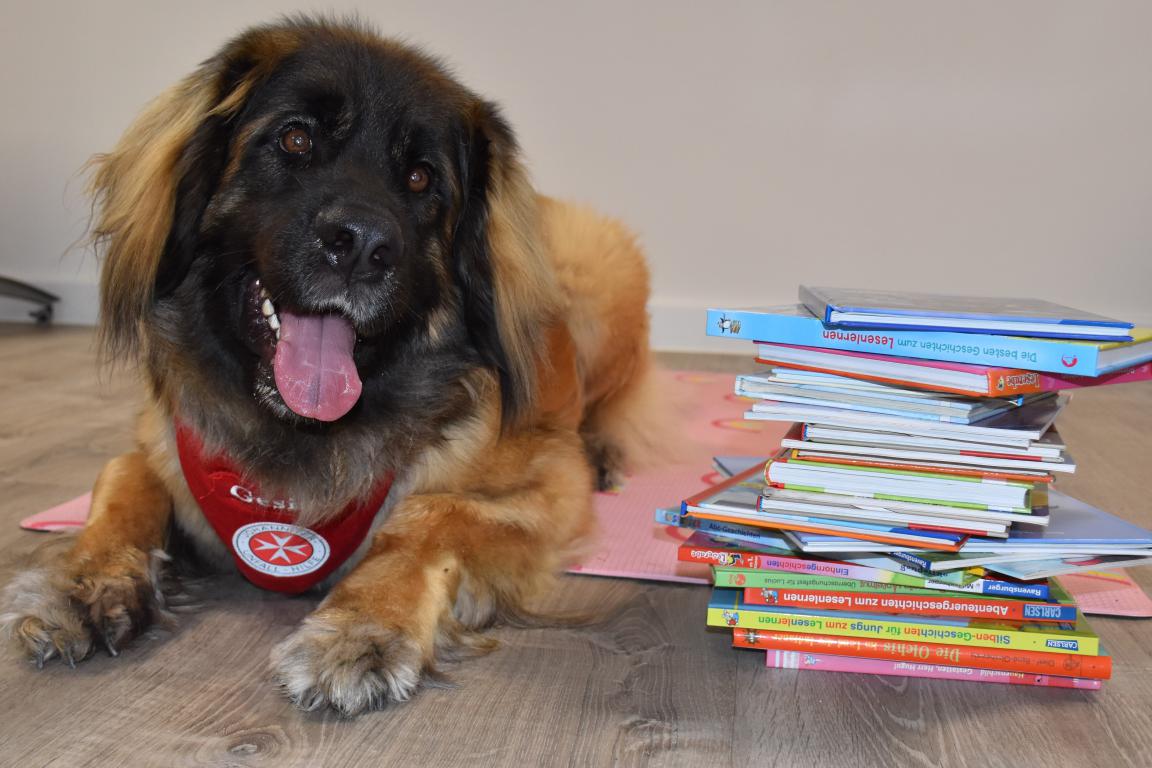 Flauschiges Fell und Knopfaugen – Bücherhundeteams der Johanniter suchen Grundschüler, die ihnen etwas vorlesen