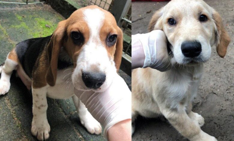 Hundewelpen ausgesetzt - Polizei sucht Zeugen 12 Hundewelpen ausgesetzt - Polizei sucht Zeugen