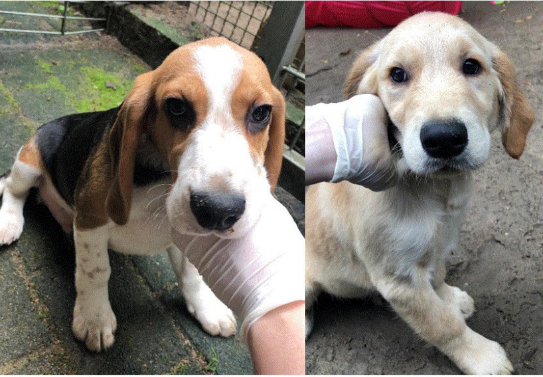 Hundewelpen ausgesetzt - Polizei sucht Zeugen