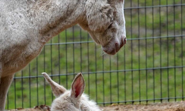 Barockesel-Nachwuchs im Wildpark Schwarze Berge