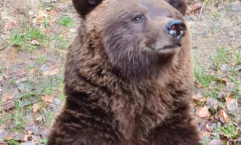 Menschen mit Sehnsucht nach Erholung und Normalität besuchen Wildpark Schwarze Berge