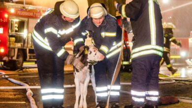 Feuerwehr rettet Kälber aus brennendem Stall