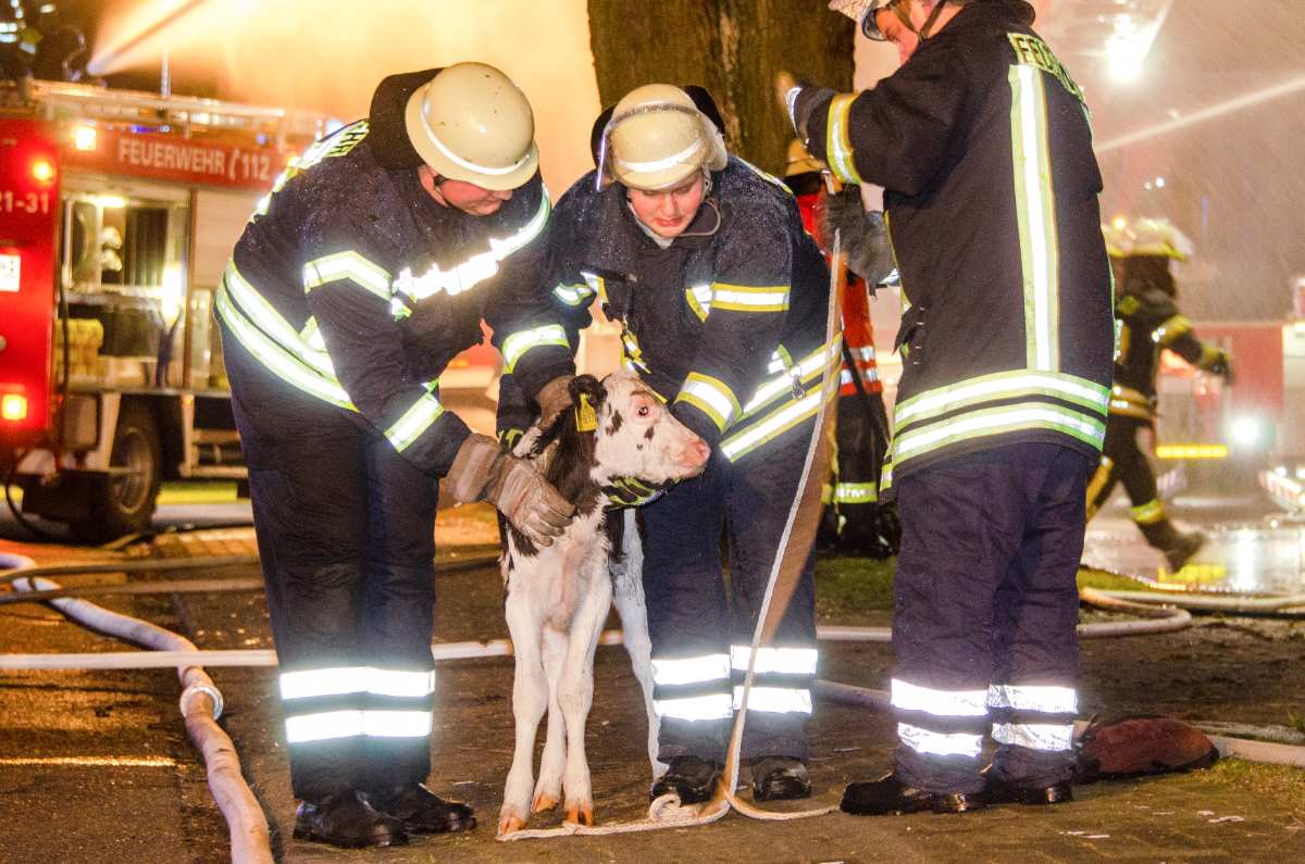 Feuerwehr rettet Kälber aus brennendem Stall