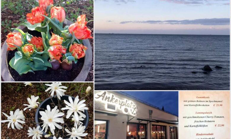 Sonne, Sternmagnolien und ein tolles Ostermenü am Meer ...