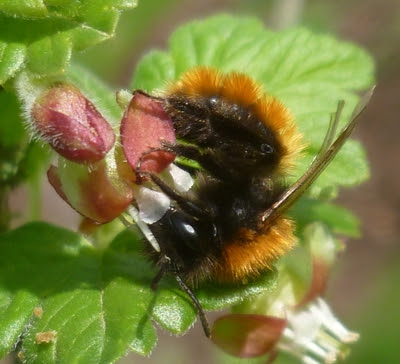 Wildbienen kommen mit der Frühjahrssonne wieder aus ihren Winterquartieren