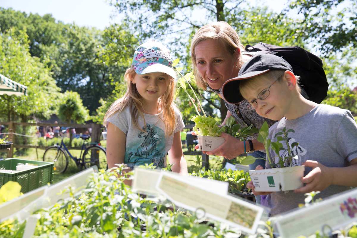 Bio-Jungpflanzen, Kulinarisches und Kunsthandwerk beim Pfingstmarkt des Museumsbauernhofes Wennerstorf