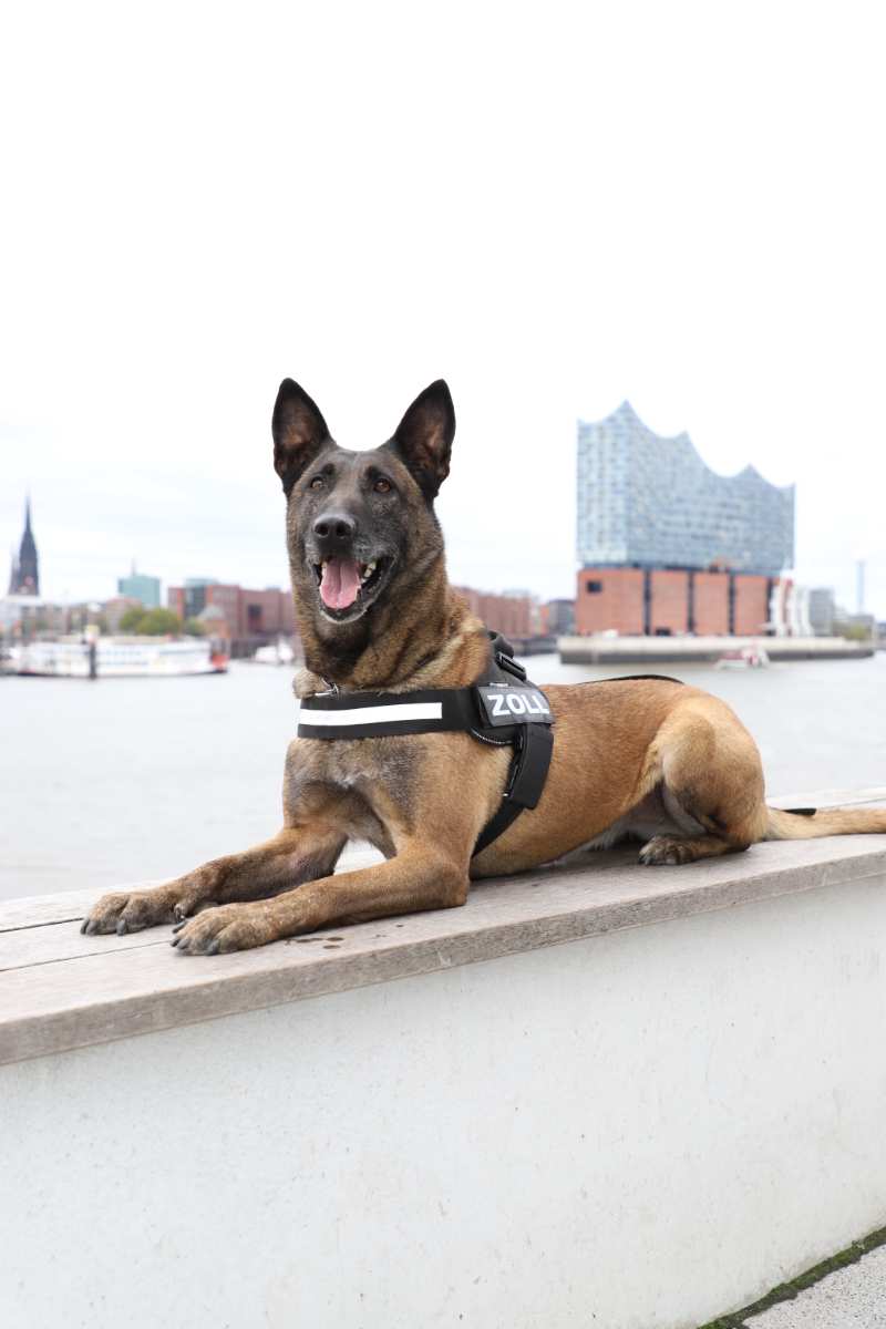 Zollhündin Loki findet Rauschgift - 15 Kilogramm Kokain gehen dem Zoll im Hafen ins Netz