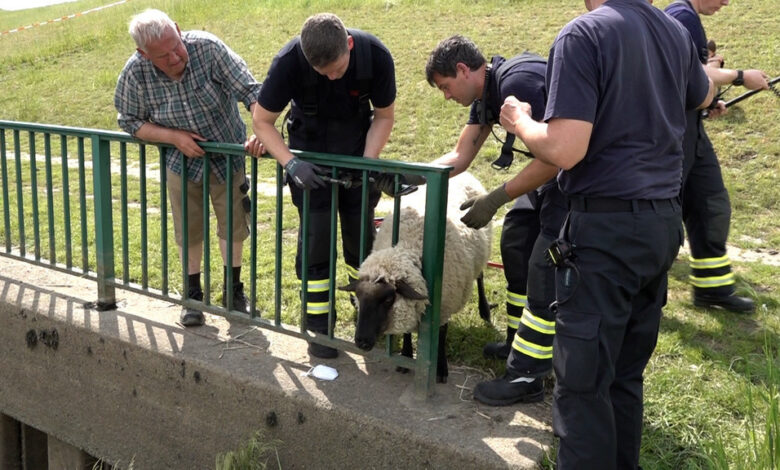 Feuerwehr rettet Schaf aus kopflos herbeigeführter Situation
