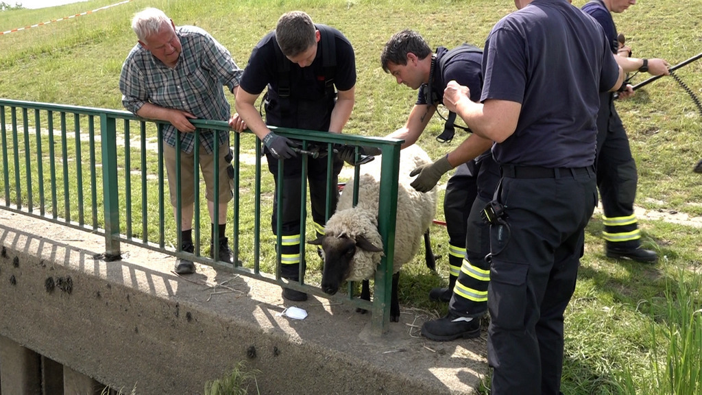 Feuerwehr rettet Schaf aus kopflos herbeigeführter Situation