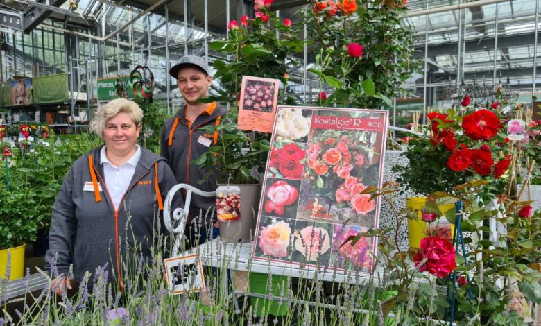 30% Rabatt auf alle Rosenpflanzen