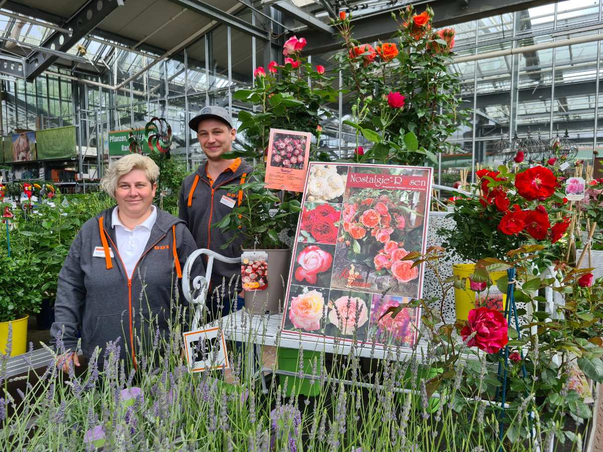 30% Rabatt auf alle Rosenpflanzen 1 30% Rabatt auf alle Rosenpflanzen