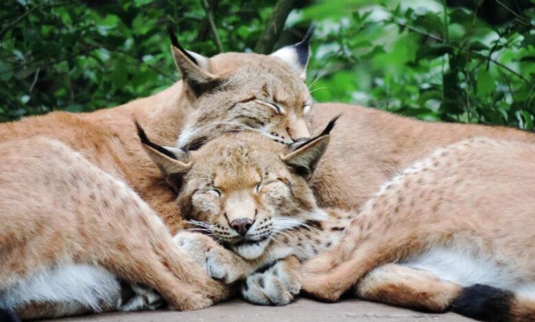 Luchs-Drillinge im Wildpark Schwarze Berge