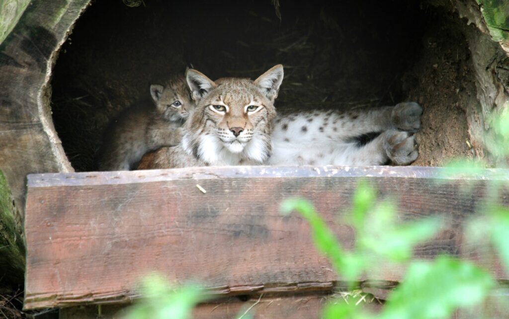 Luchs-Drillinge im Wildpark Schwarze Berge