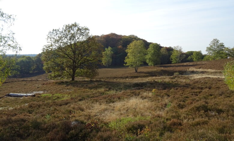 Auf der Suche nach Fledermäusen/Eulen im NSG „Fischbeker Heide“
