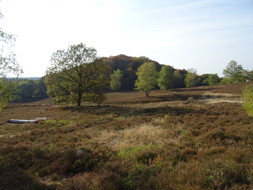 Auf der Suche nach Fledermäusen/Eulen im NSG „Fischbeker Heide“ 1 Auf der Suche nach Fledermäusen/Eulen im NSG „Fischbeker Heide“