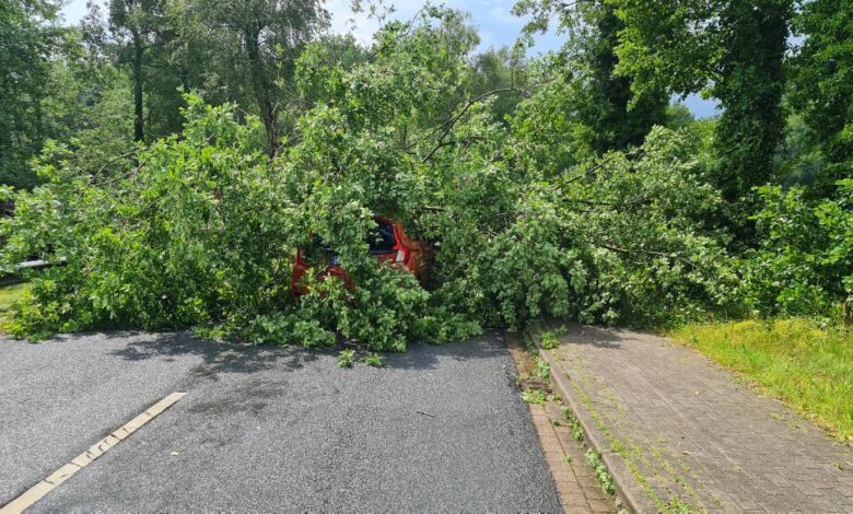 Baum fällt auf Straße und beschädigt Fahrzeug