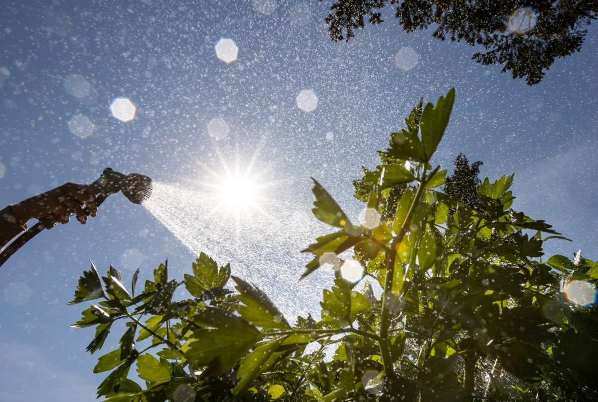 Hamburg warnt vor Sommerhitze in den kommenden Tagen 1 Hamburg warnt vor Sommerhitze in den kommenden Tagen