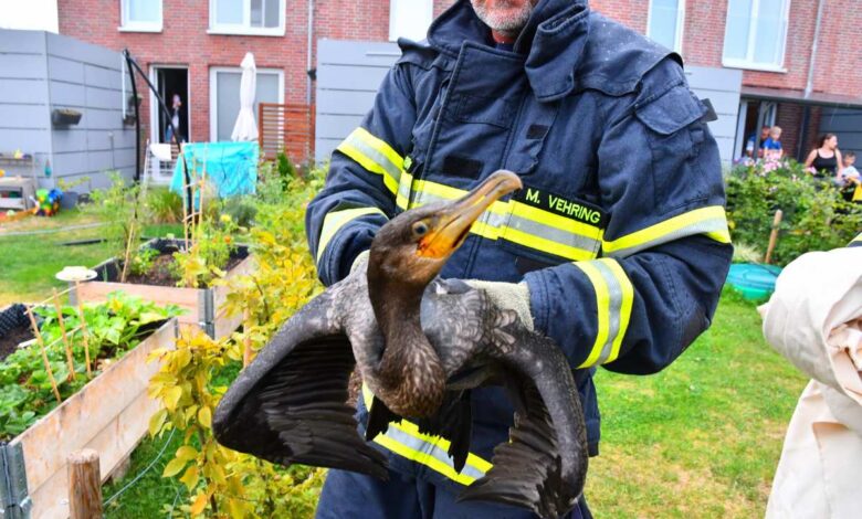 Kormoran verirrte sich in Gartenanlage am Vogelkamp