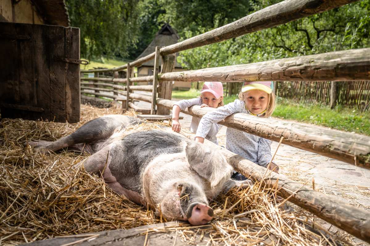 Letzte Chance auf „Sommerspaß“ am Kiekeberg: offenes Ferienprogramm noch bis 21. August täglich