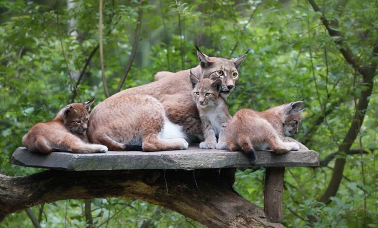 Tag des Luchses im Wildpark Schwarze Berge  22 Tag des Luchses im Wildpark Schwarze Berge
