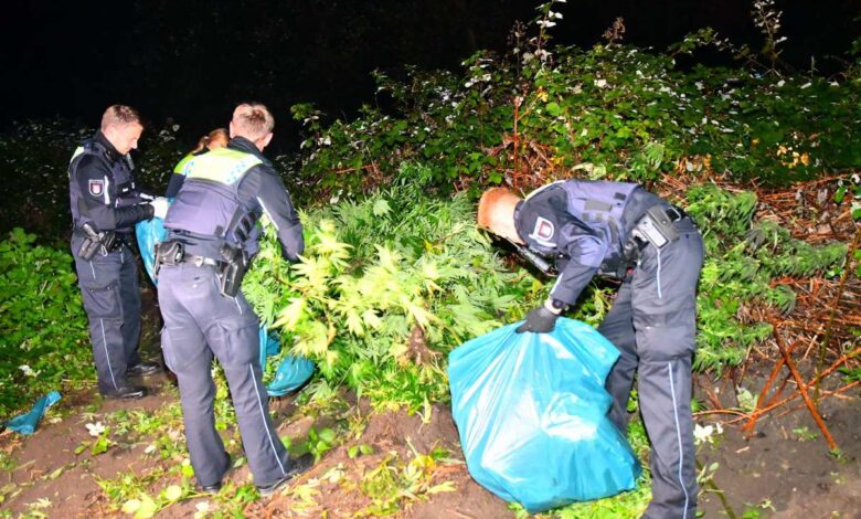 Noch vor der Ernte: Drogenplantage in Moorburg ausgehoben