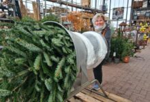 Eine Mitarbeiterin beim Einnetzen eines Weihnachtsbaums