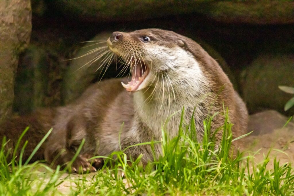 Otternachwuchs im Doppelpack im Wildpark Schwarze Berge