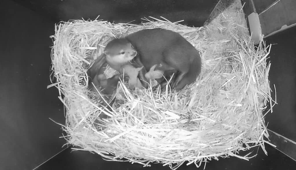Otternachwuchs im Doppelpack im Wildpark Schwarze Berge