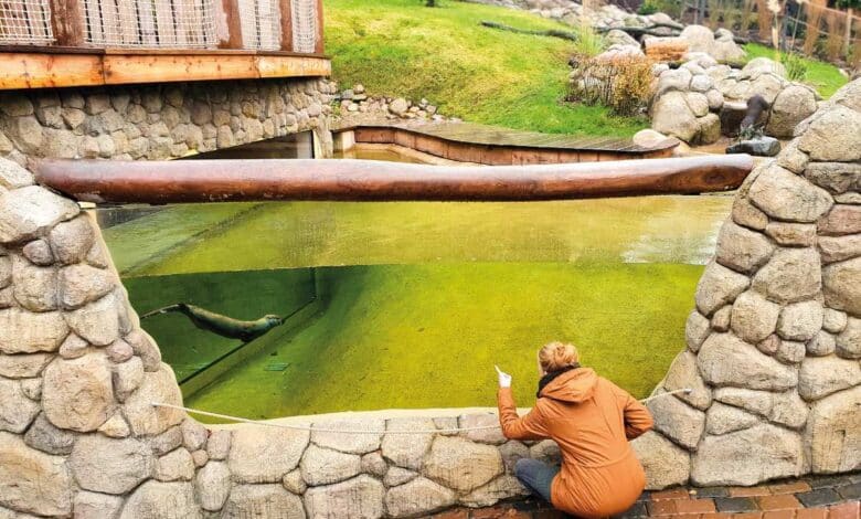 Otternachwuchs im Doppelpack im Wildpark Schwarze Berge