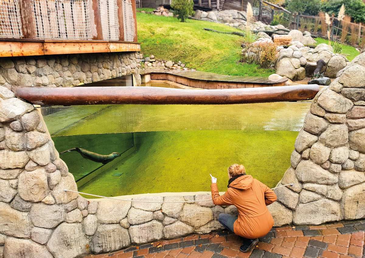 Otternachwuchs im Doppelpack im Wildpark Schwarze Berge