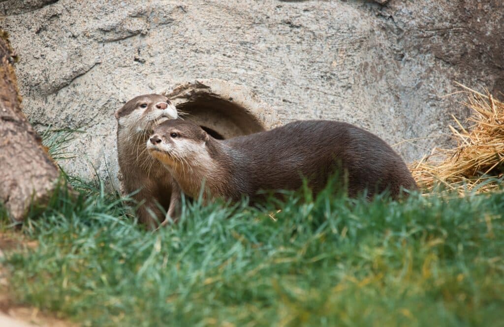 Otternachwuchs im Doppelpack im Wildpark Schwarze Berge
