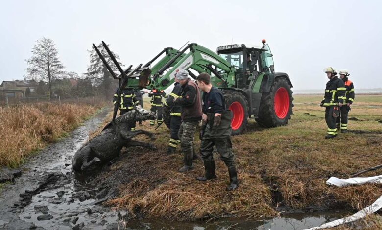 Das Bild zeigt ein im Schlamm versunkenes Pferd