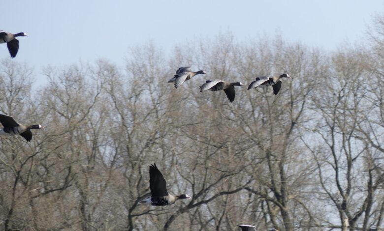 Vögel im Baum.