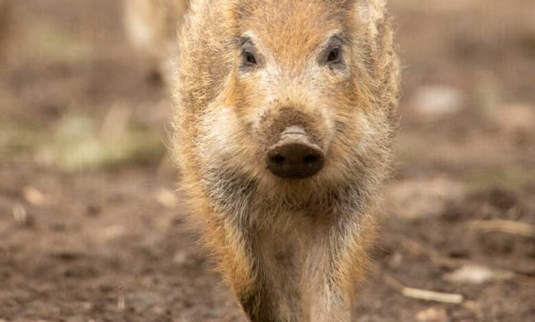 Schwein