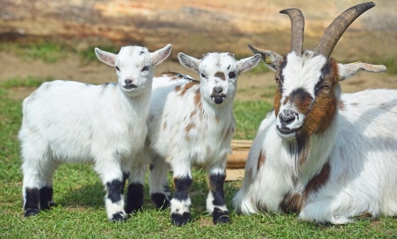 Frühlingsfest im Wildpark Schwarze Berge am 22. und 23. April