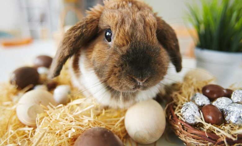 Pestizide im Kakaoanbau – Osterhasen protestieren gegen Gift-Schokolade 
