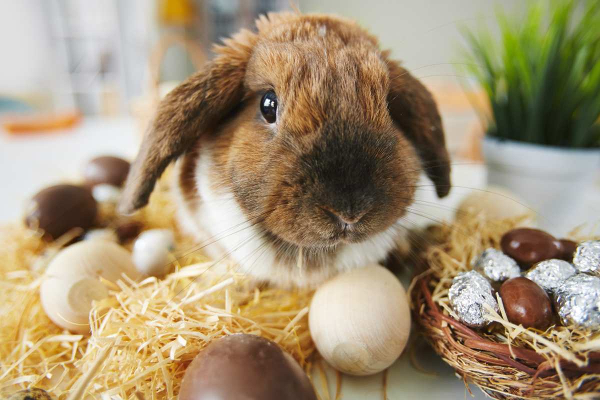 Pestizide im Kakaoanbau – Osterhasen protestieren gegen Gift-Schokolade 