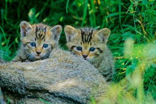 BUND warnt vor Verwechslungsgefahr: Wildkatzen-Nachwuchs im Wald lassen