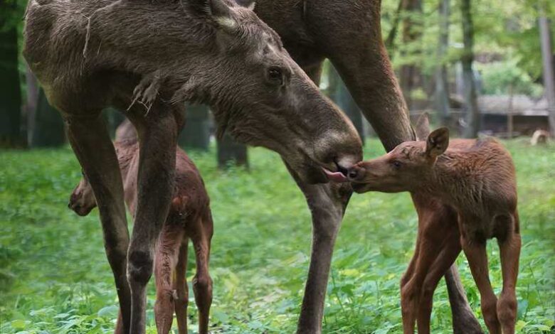 Nachwuchs im Wildpark Schwarze Berge - Süße Elch-Zwillinge erobern Herzen