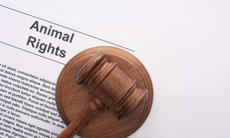 Behörden versagen beim Tierschutz: Mahnwache gegen Missstände im Tierzentrum Mienenbüttel