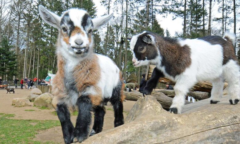 Tierischer Nachwuchs begeistert Besucher im Wildpark Schwarze Berge