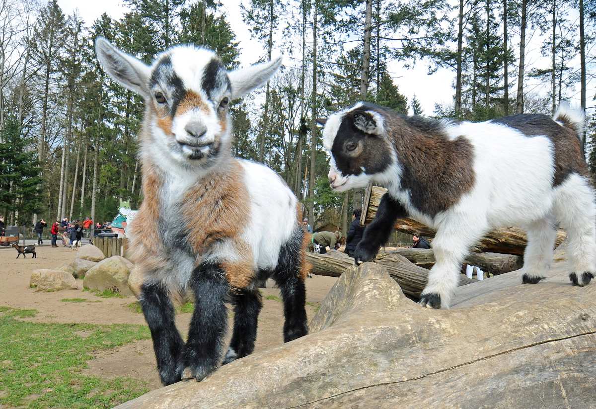 Tierischer Nachwuchs begeistert Besucher im Wildpark Schwarze Berge