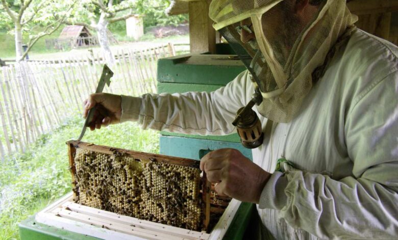 Alles über Bienen, Honig und Heide beim „Imkertag“ am Kiekeberg