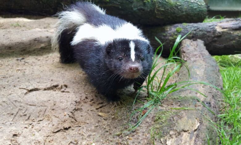 Sommerliches Fest im Wildpark Schwarze Berge: Tiere, Abenteuer und Spaß für die ganze Familie