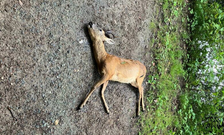 Tragischer Vorfall in Hittfeld: Rehbock von Hund gehetzt und ertrunken 10 Tragischer Vorfall in Hittfeld: Rehbock von Hund gehetzt und ertrunken