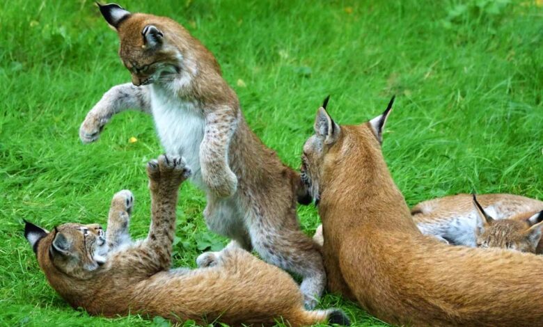 Luchstag im Wildpark Schwarze Berge
