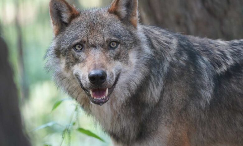 Tag des Wolfes am 10. September im Wildpark Schwarze Berge